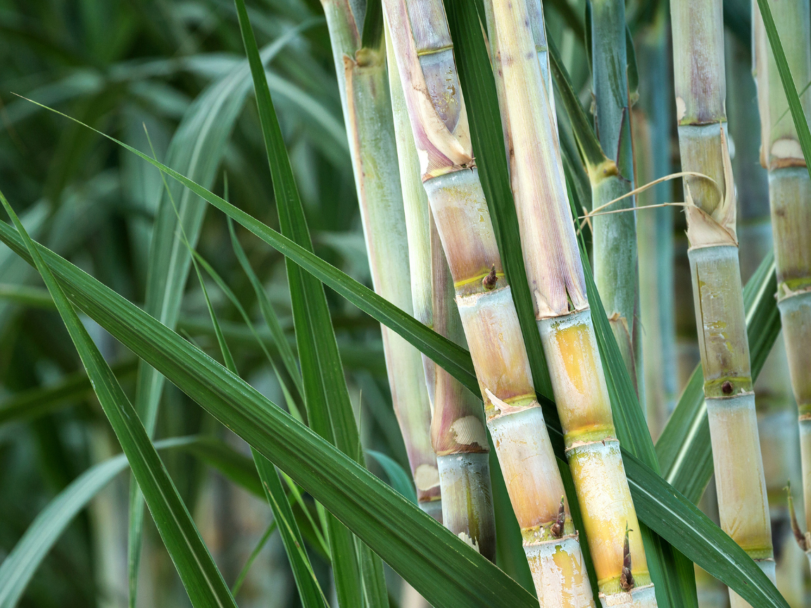 sugar, sugarcane, sustainability, ecofriendly, zero sugar, sugar-free